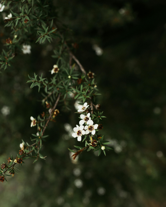 Właściwości olejku eterycznego z cytrynowego drzewa herbacianego