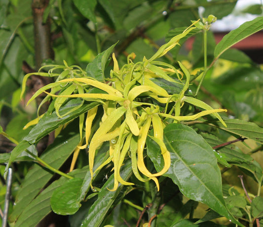 Właściwości olejku Ylang Ylang